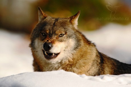 Vlk Obecný Eurasijský.jpg